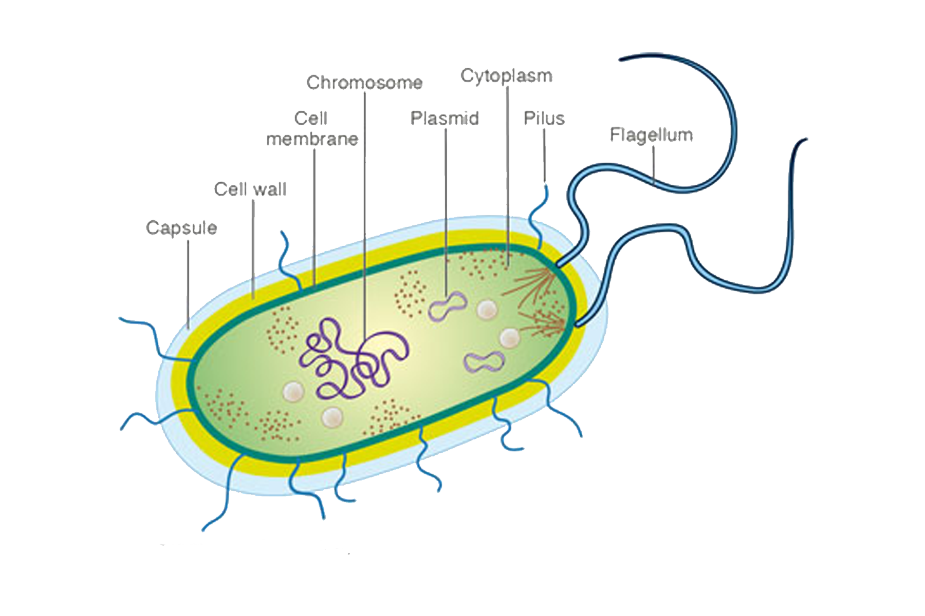 Прокариоты 10 класс. Строение прокариотической бактериальной клетки. Схема строения прокариотической клетки. Прокариотическая клетка схема строения. Прокариотическая клетка bacteria.