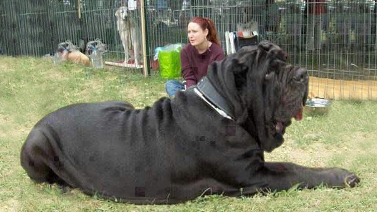 top ten biggest dogs