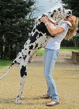 top ten biggest dogs in the world