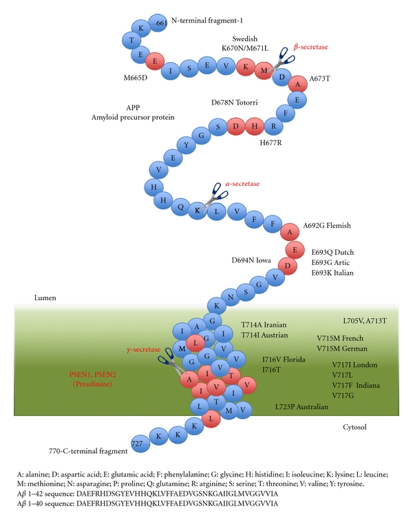 N терминальный фрагмент. Amyloid precursor Protein. Amyloid-Beta precursor Protein. Amyloid precursor Protein app. App Protein.