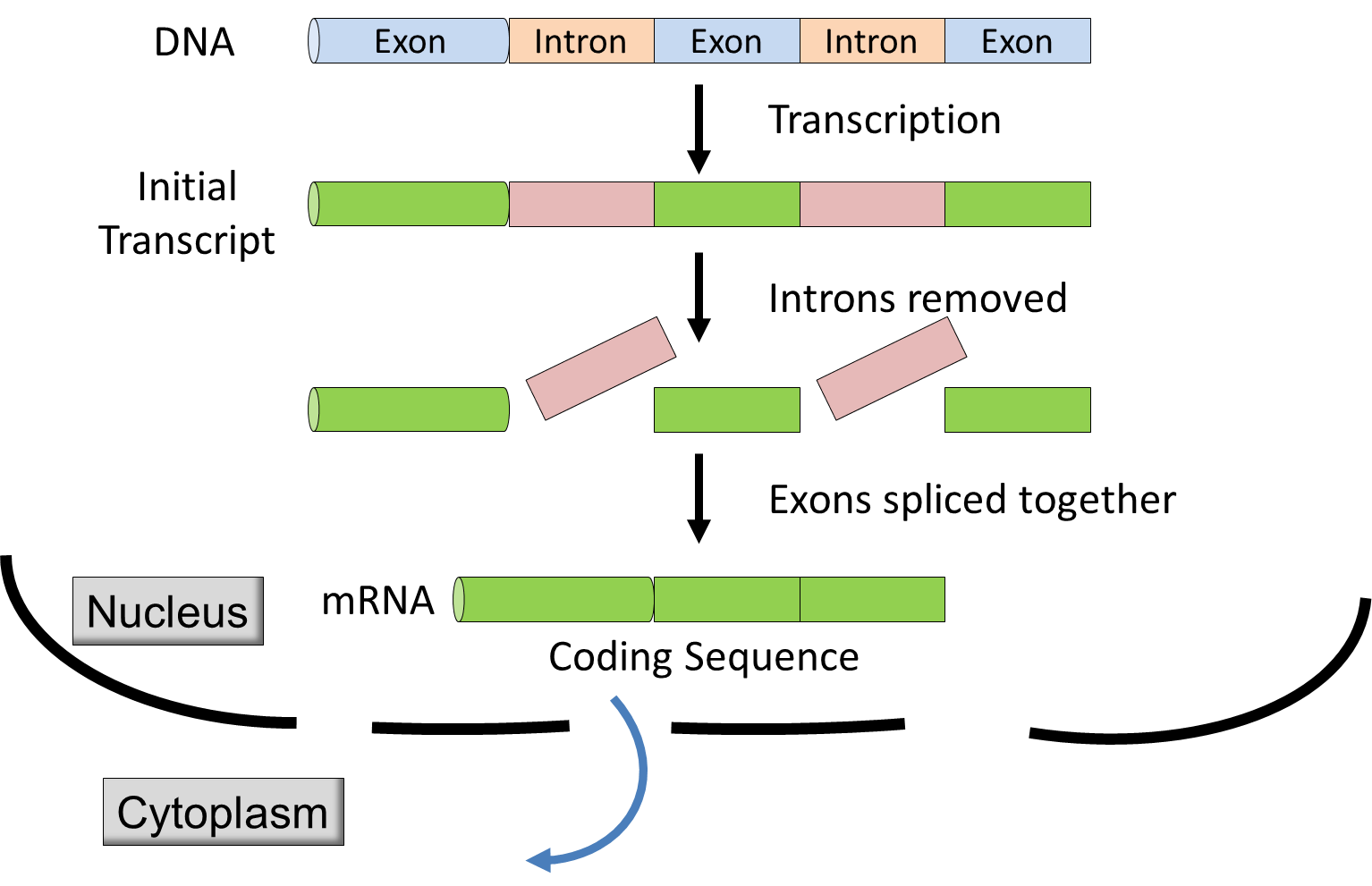 What Are Introns And Exons - Design Talk