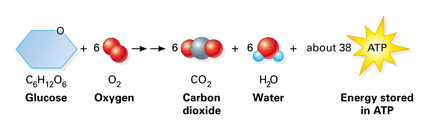 Balanced Equation For The Oxidation Of Glucose To Form Carbon Presentation Name On Emaze
