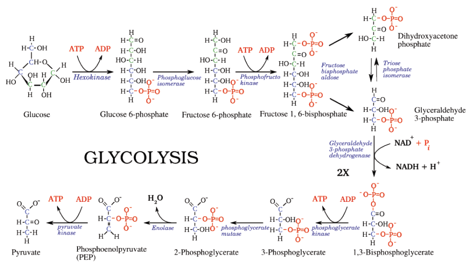 Glycolysis Chemical Equation Talkchannels Glycolysis Reaction Equation Talkchannels Biology 12 Respiration Cellular