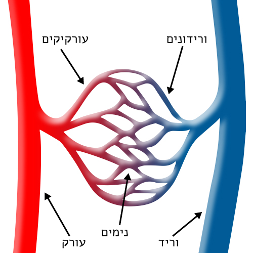 מערכת ההובלהוטרשת on emaze