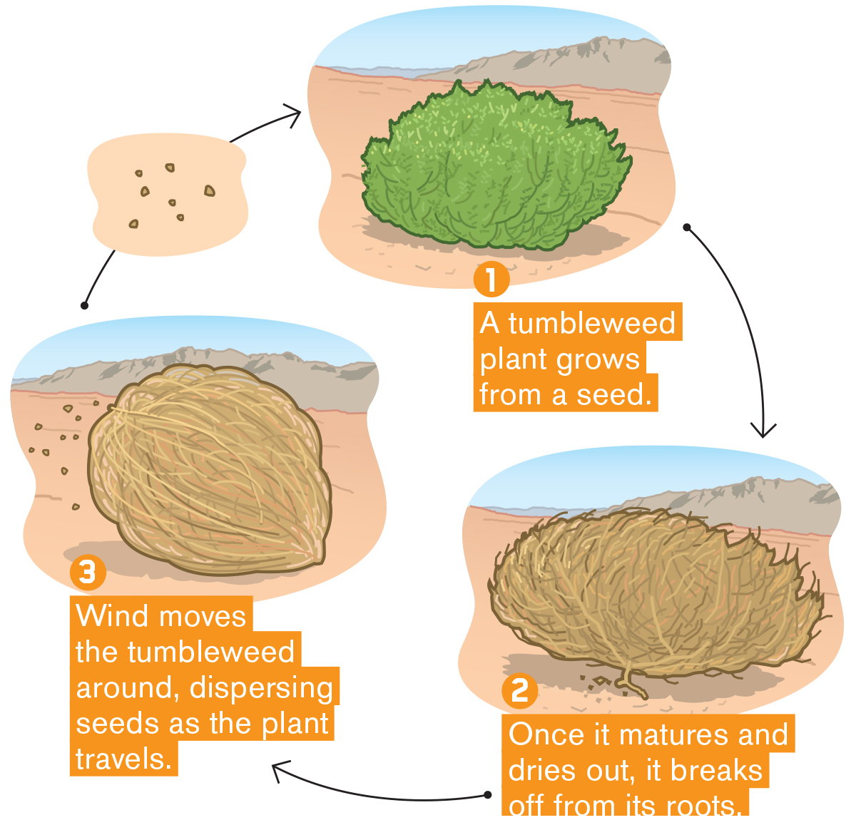 Tumbleweeds on emaze