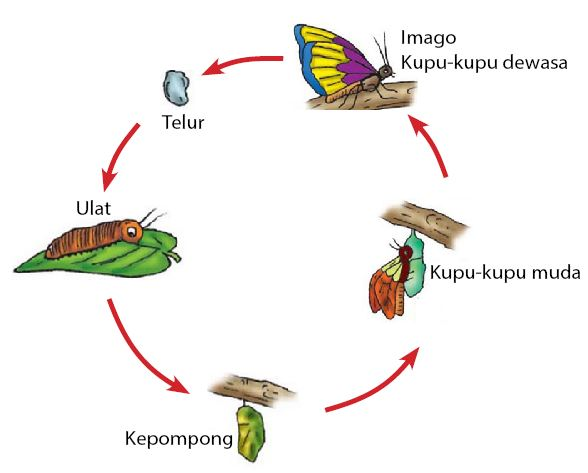 Metamorfosis Itu Apa