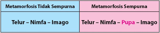 Metamorfosis Itu Apa
