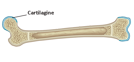 Long bone. Structure of long Bone.. Long lesion long Bone. Рмам1122 Osseo.