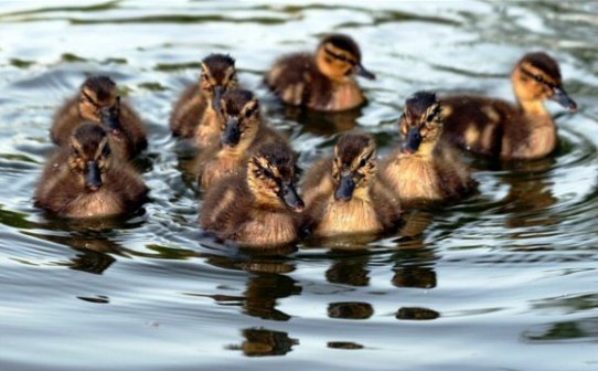 Image result for Animal Life in The Thames