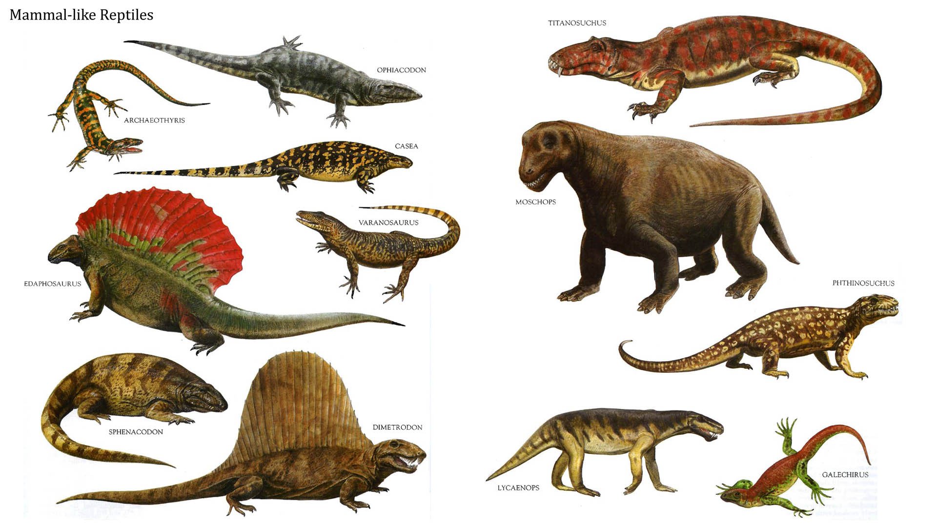 Resultado de imagen de dinosaurios reptiles