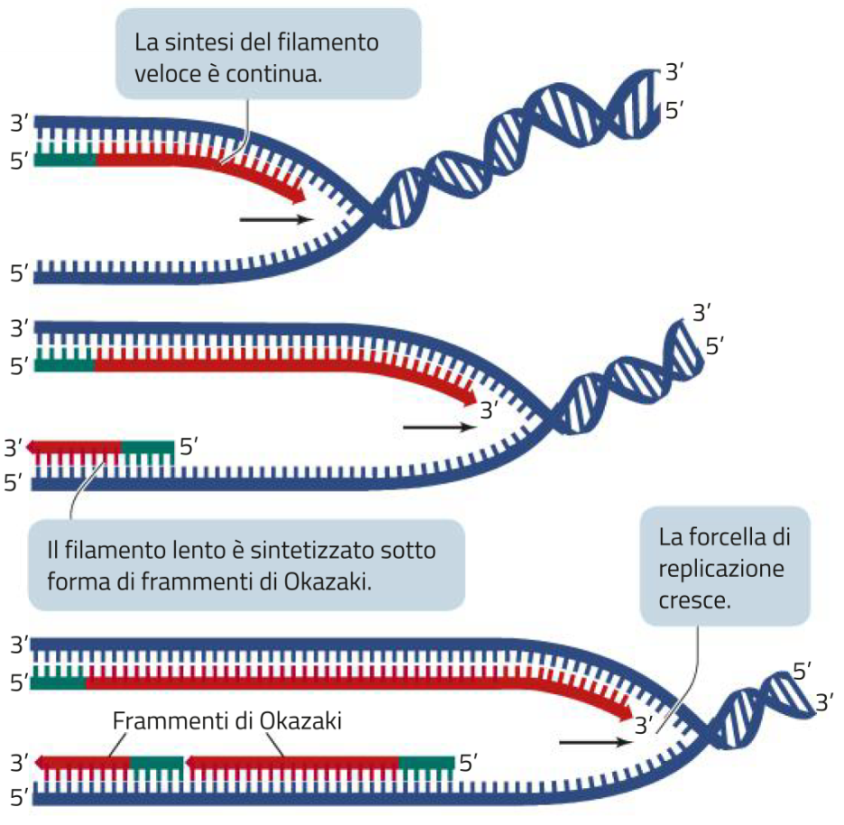 Dove Avviene La Duplicazione Del Dna