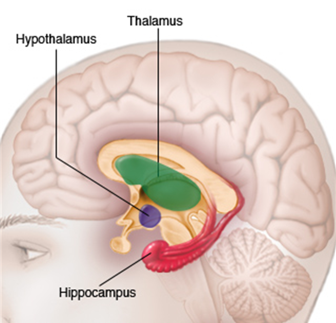 Таламус и гипоталамус какой отдел мозга. Таламус и гиппокамп. Гипоталамус таламус гиппокамп. Гиппокамп гипофиз гипоталамус. Таламус и Амигдала.