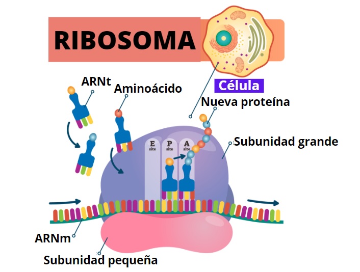 Que Son Los Ribosomas