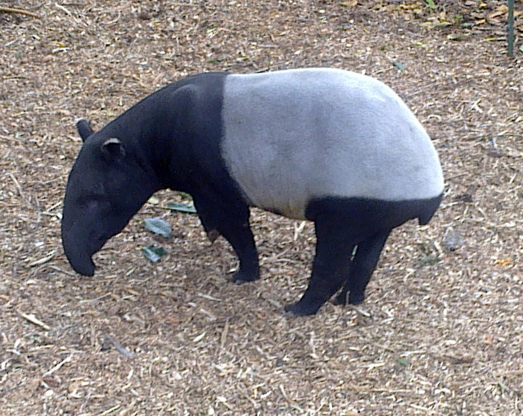 Tapir Fuck