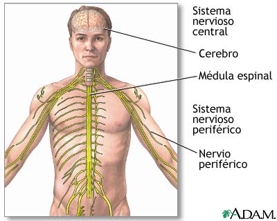 Resultado de imagen para funciones basicas del sistema nervioso