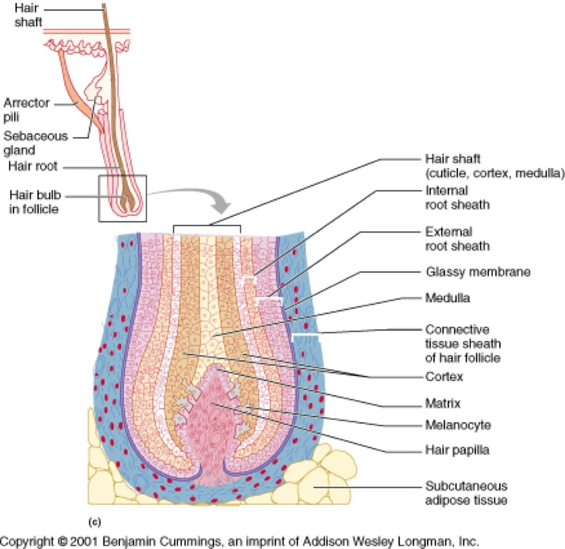 outer fibrous sheath is dermal connective tissue. hair is produced by hair ...