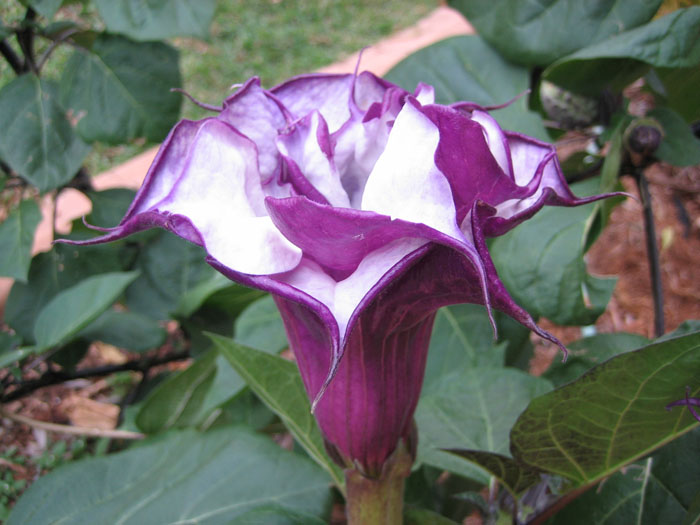 Devil's TrumpetBy on emaze