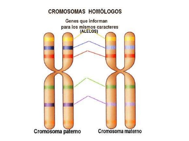 Que son cromosomas homólogos