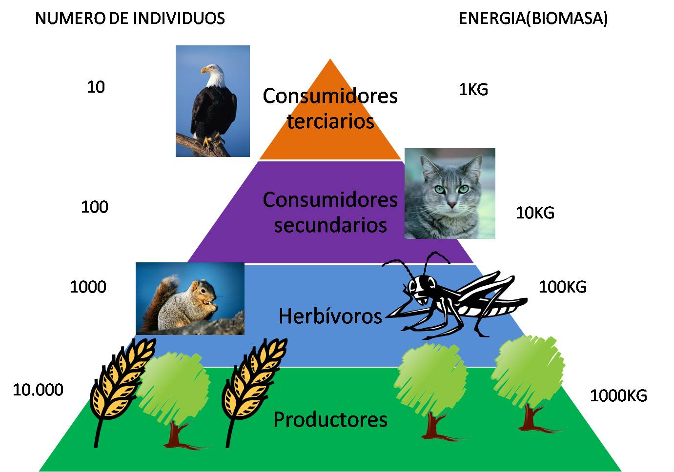 Resultado de imagen para cadenas tramas y piramides alimenticias