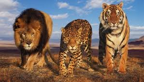 ×ª××¦××ª ×ª××× × ×¢×××¨ ×××ª ×¢×¨××