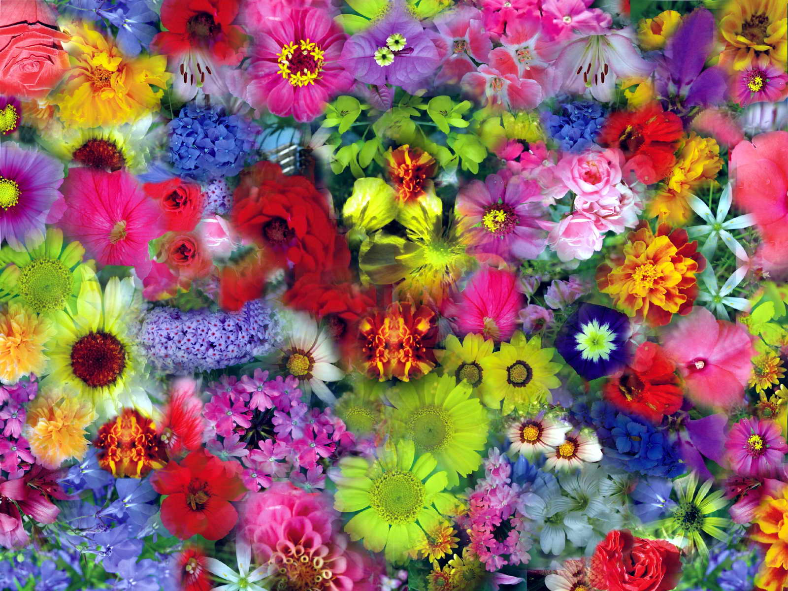 Цветной май. Разноцветные цветы. Мелкие разноцветные цветочки. Цветы мелкие разноцветные. Цветные растения.
