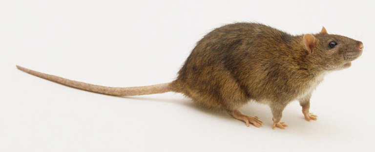 The Polynesian Rat at emaze Presentation