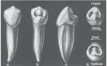 Segundo Premolar Inferior