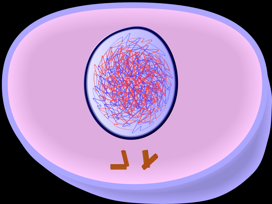 Интерфаза митоза рисунок