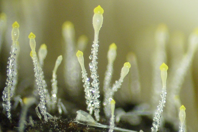 Мукор царство. Зигомицеты (Zygomycota). Pilobolus crystallinus. Зигомицеты мукор. Мукор муцедо.