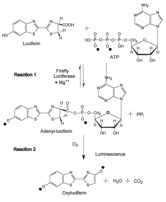 Люциферин. Люциферин и Люцифераза. Люциферин АТФ. Люциферин люциферазная реакция. Фермент люциферин,.
