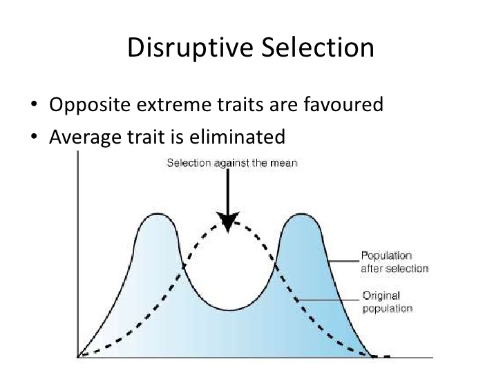 Selection's. Disruptive selection. Disruptive examples of natural selection. Disruptive selection stabilizing Driving. Natural selection is Dynamic, stabilizing, and disruptive. Картинки.