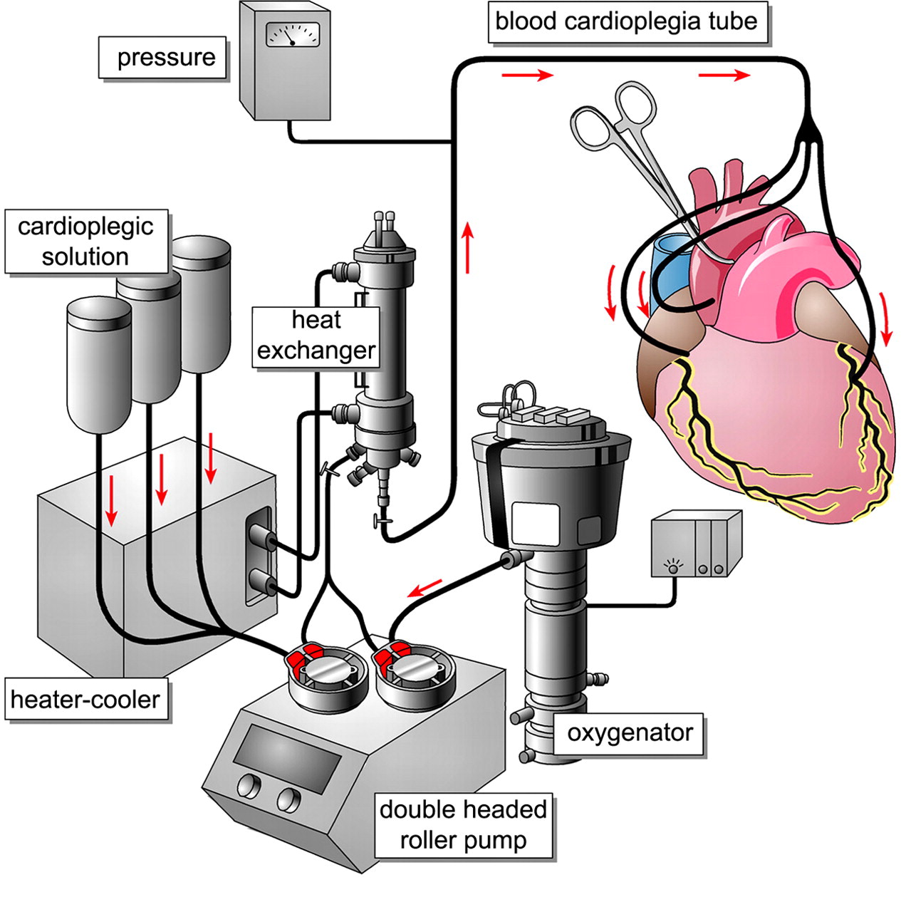 Cardioplegia main at emaze Presentation