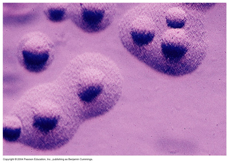 Микоплазмы mycoplasma hominis. Mycoplasma pneumoniae микробиология. Микоплазмы пневмонии микробиология.