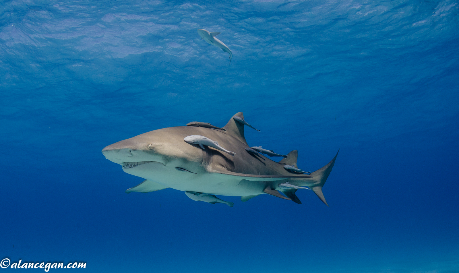 Remora Fish And Great White Shark