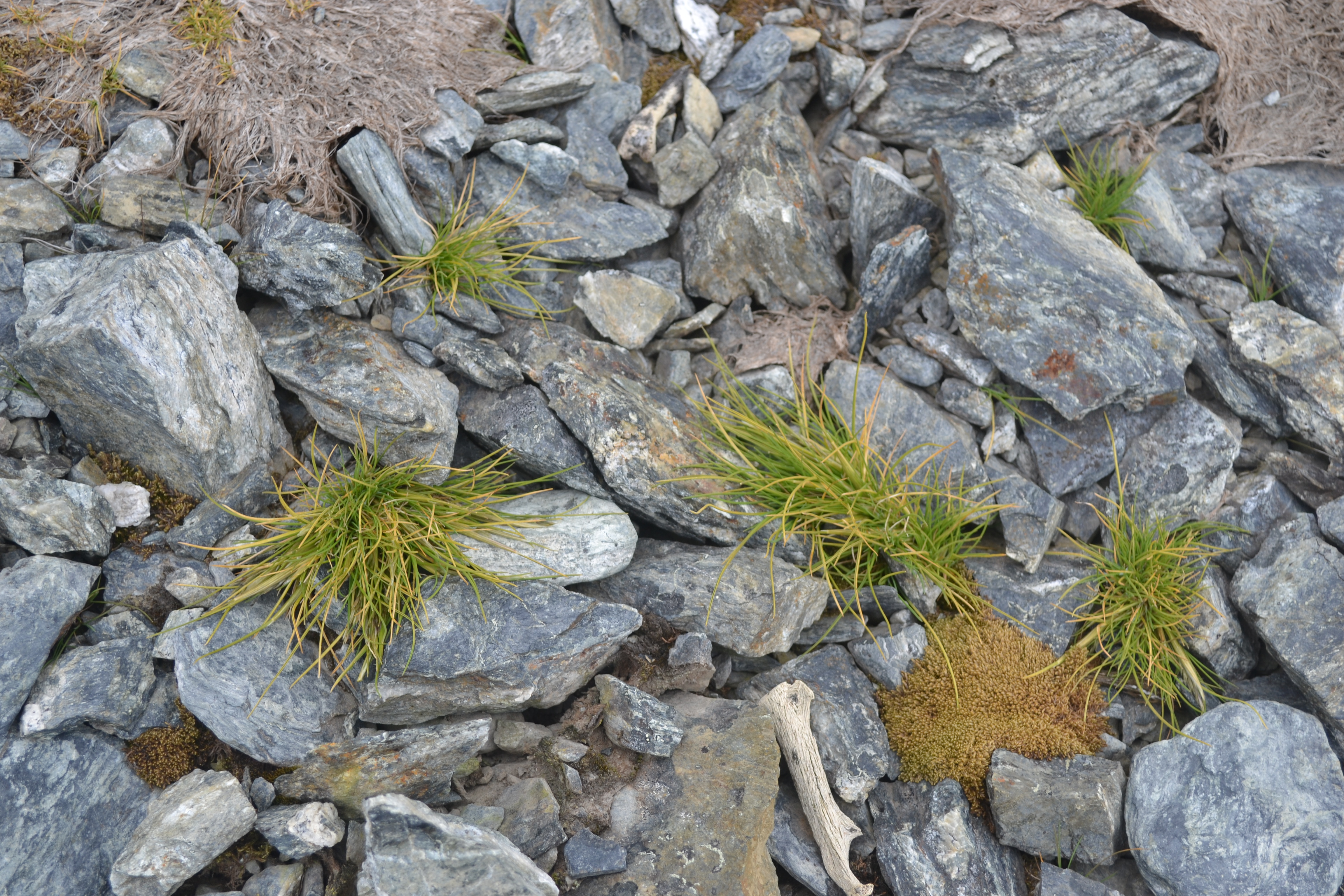 Flowers in antarctica. Луговик антарктический. Колобантус Кито в Антарктиде. Колобантус Кито и антарктический Луговик. Антарктический Луговик в Антарктиде.