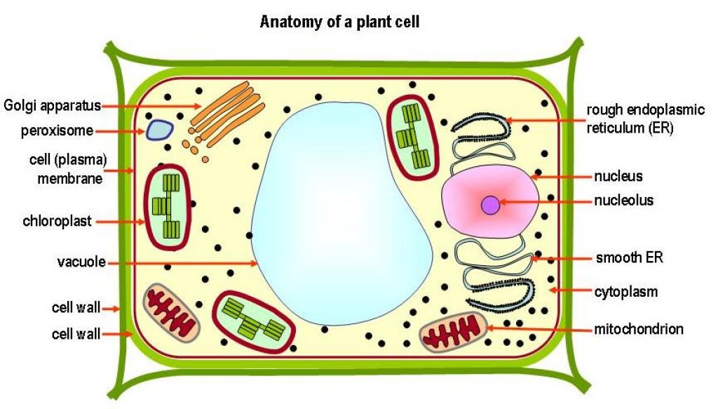 Питание клетки растения. Строение клетки Plant Cell. Plant Cell структура. Вакуолярный аппарат растительных клеток. Плазма растительной клетки.