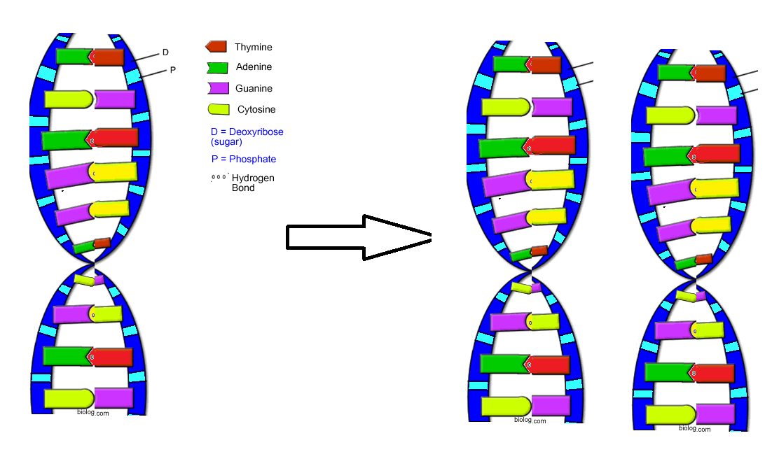 IdenticaltwinsColby on emaze