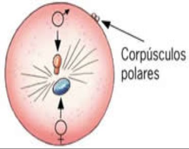 Resultado de imagen para corpusculos polares