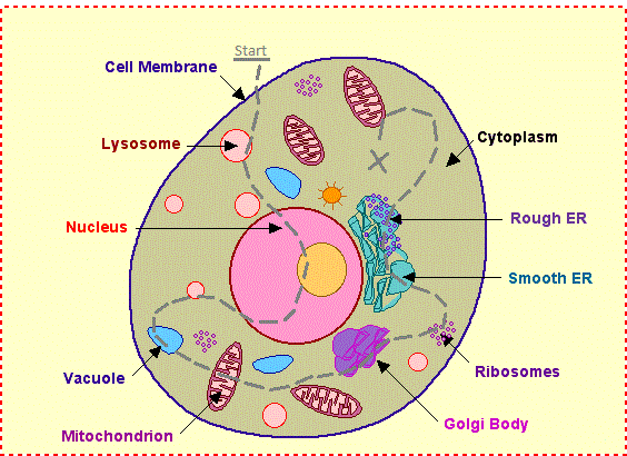 An Animal Cell Presentation On Emaze