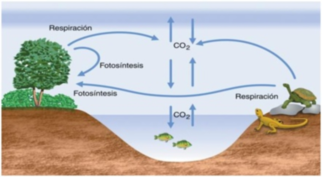 Ciclo del carbono on emaze