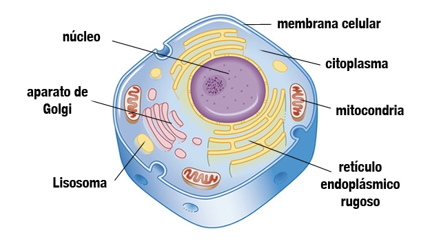 Reticulo endoplasmico rugoso