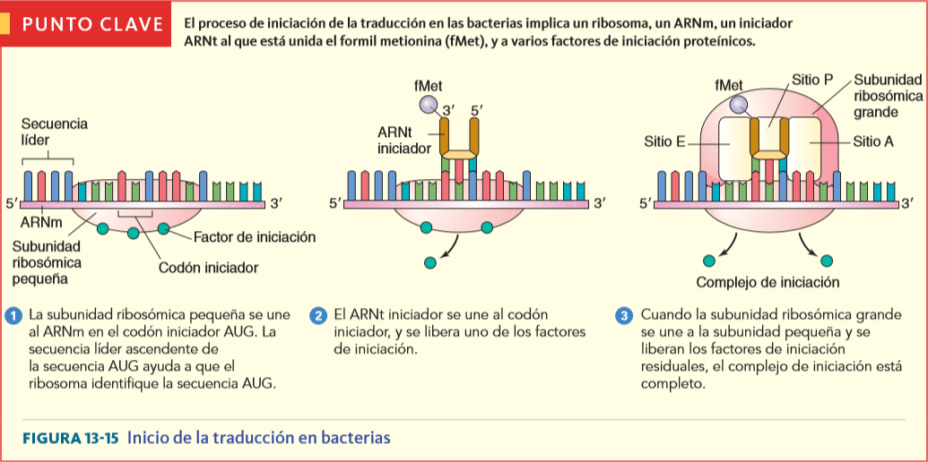 Resultado de imagen para traduccion de bacterias