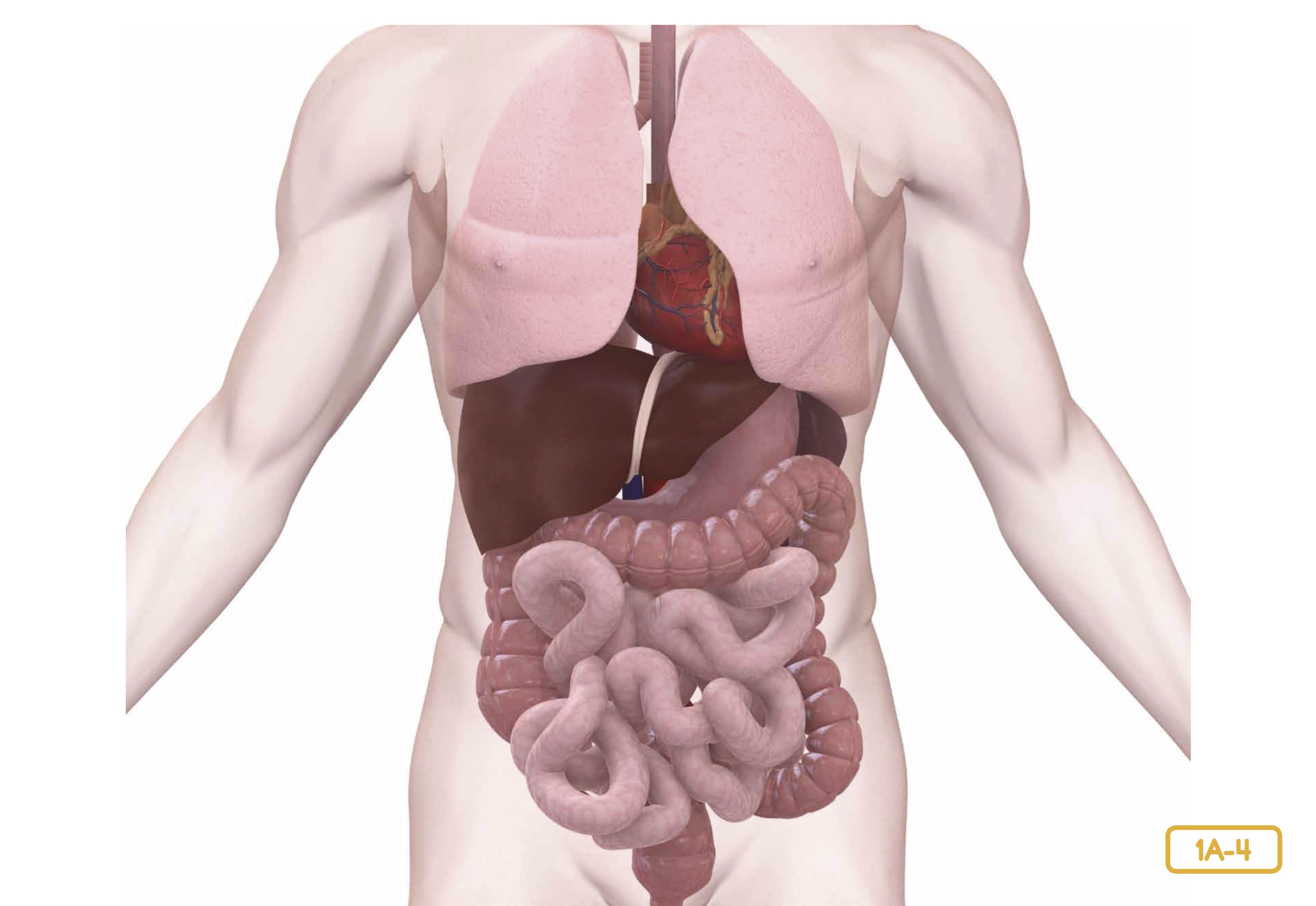 Анатомия человека внутренние органы кишечника