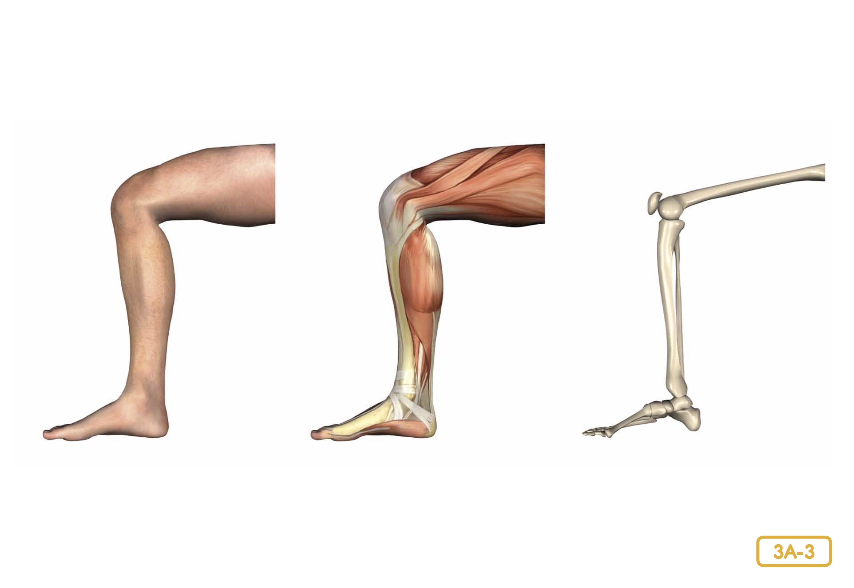 правой согнутой в колене ноги. растяжка мышц. согнуть ногу в колене. упражнение: поднятие ног сидя. упражнения на сгибание колена.