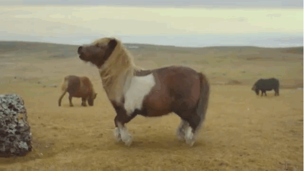 Shetland Ponies on emaze