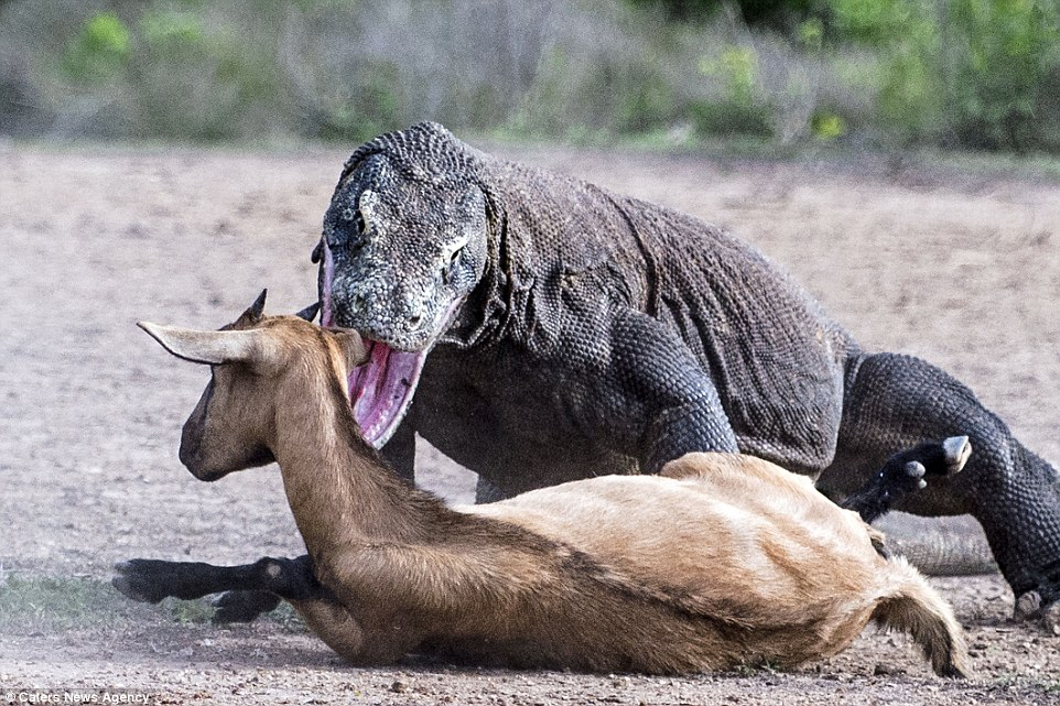 Komodo Dragon On Emaze komodo-dragon-on-emaze