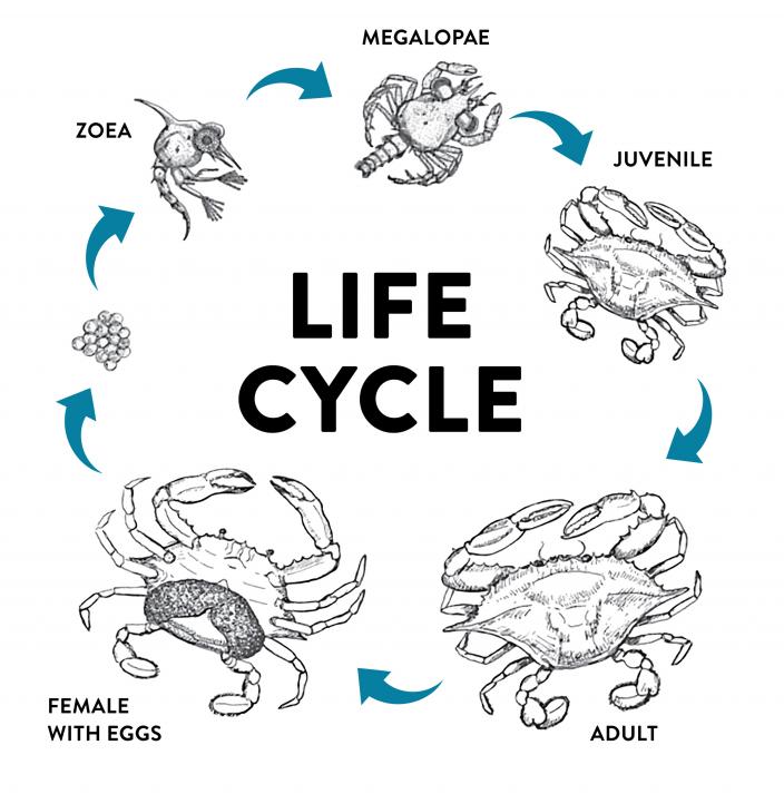 Life Cycle Of Blue Swimming Crab