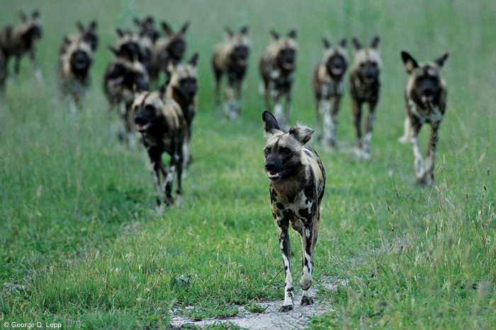 Wild Life Dog Food Wild Life Dog Food