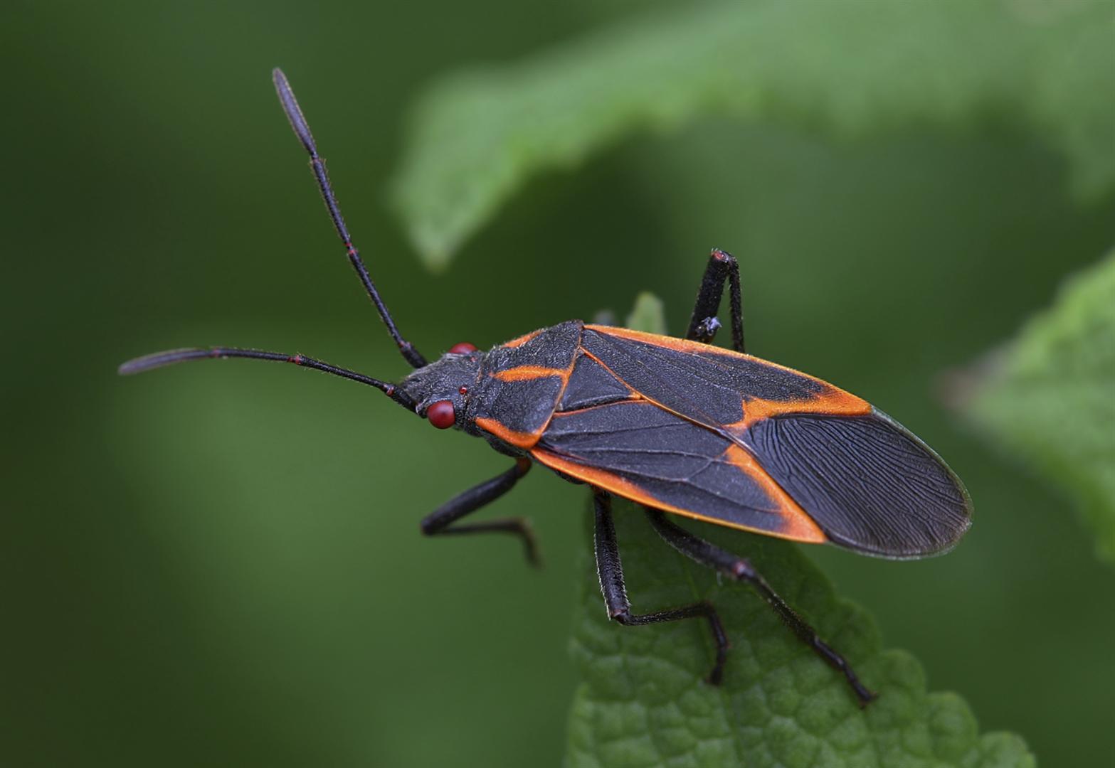 Bugga Bug Insect leigha puckett at emaze Presentation