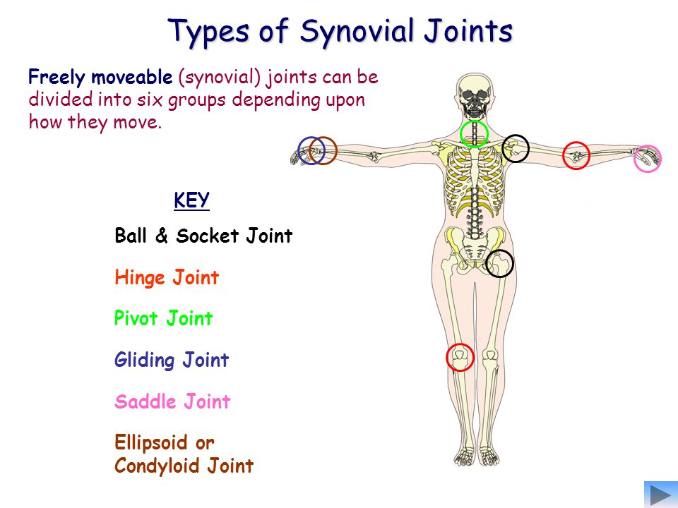 Image result for hinge joints
